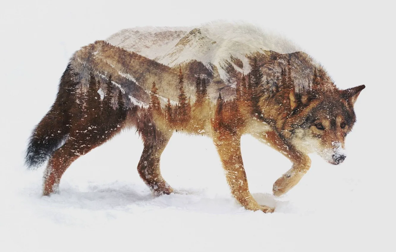Фото обои animals, landscape, nature, photo manipulation, double exposure, brown wolf