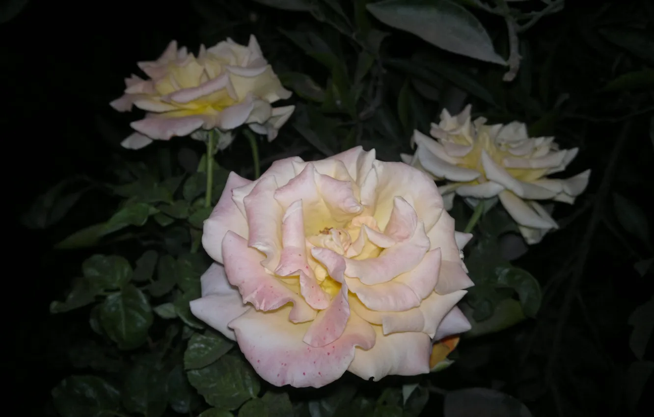 Фото обои widescreen, wallpaper, rose, flower, flowers, background, roses, pink rose