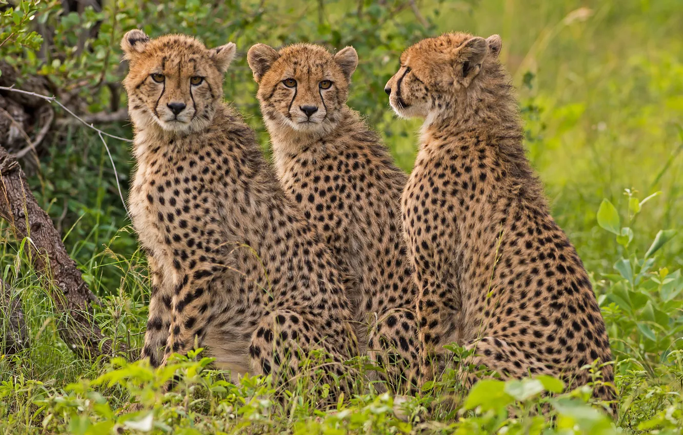Фото обои гепард, трио, дикая кошка, троица