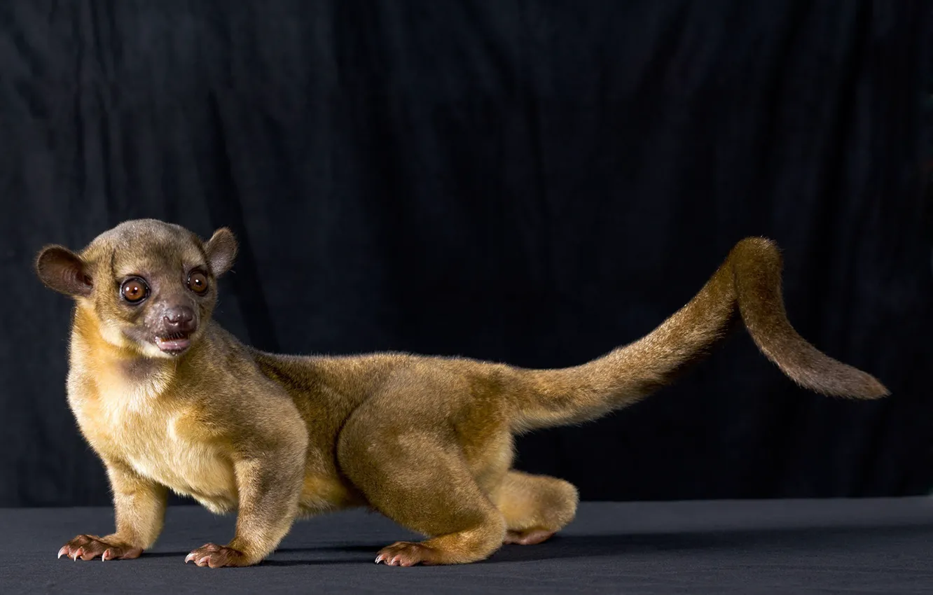 Фото обои зверёк, Kinkajou, кинкажу