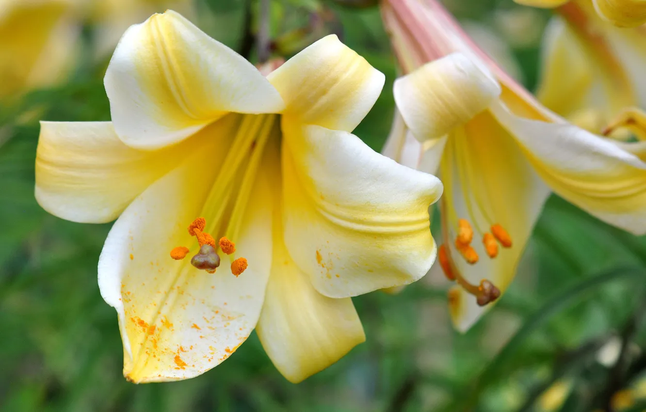 Фото обои макро, природа, лилии, лепестки