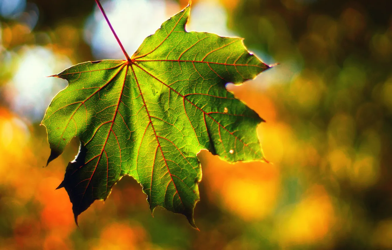Фото обои осень, макро, свет, лист, боке, Сентябрь, &ampquot;end of summer&ampquot;