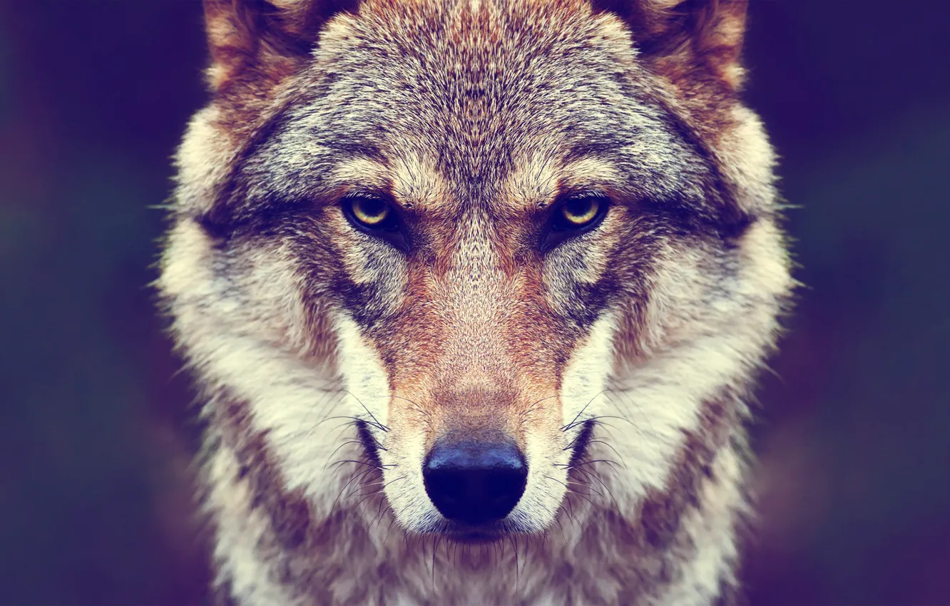 Фото обои nature, predator, animal, wolf, wildlife, Canis lupus., portrait.