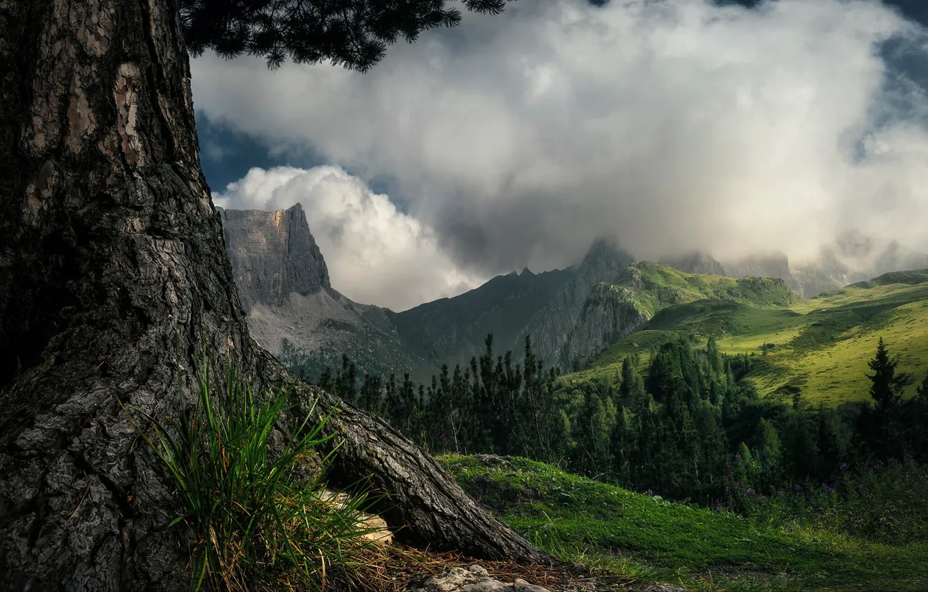 Фото обои лес, трава, облака, пейзаж, горы, природа, дерево, склон