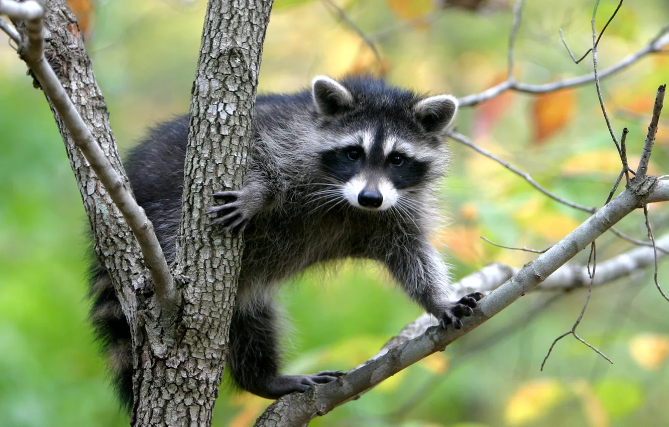 Фото обои Raccoon, trash panda, in a tree