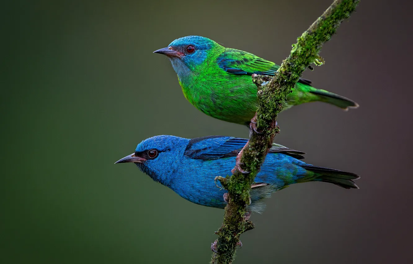 Фото обои птицы, фон, ветка, парочка, Синий дакнис