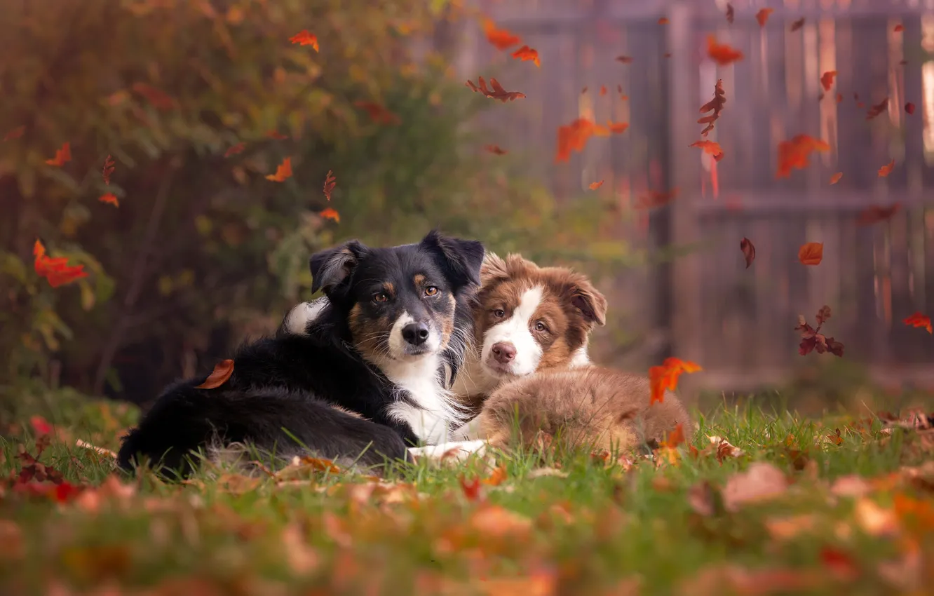 Фото обои осень, собаки, природа