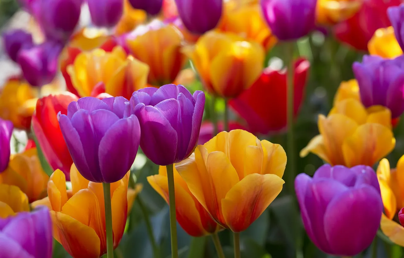 Фото обои яркий, тюльпаны, бутоны
