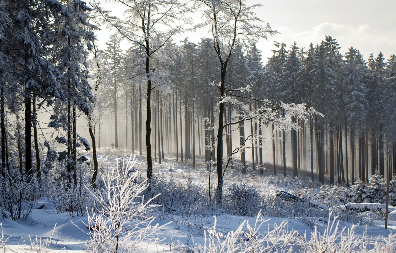 Фото обои зима, лес, пейзаж, природа