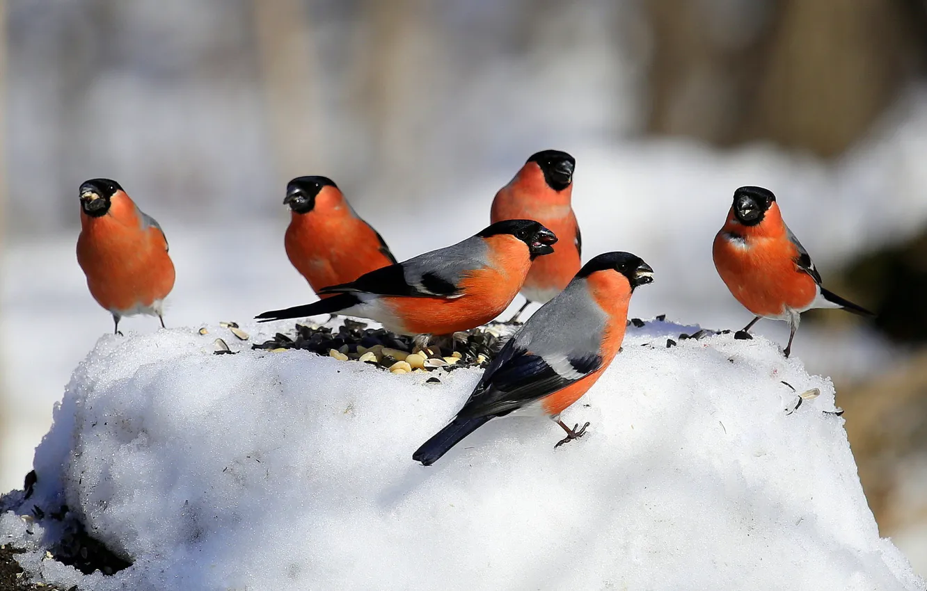 Фото обои зима, снег, птицы, природа, пень, стая, снегирь, семечки