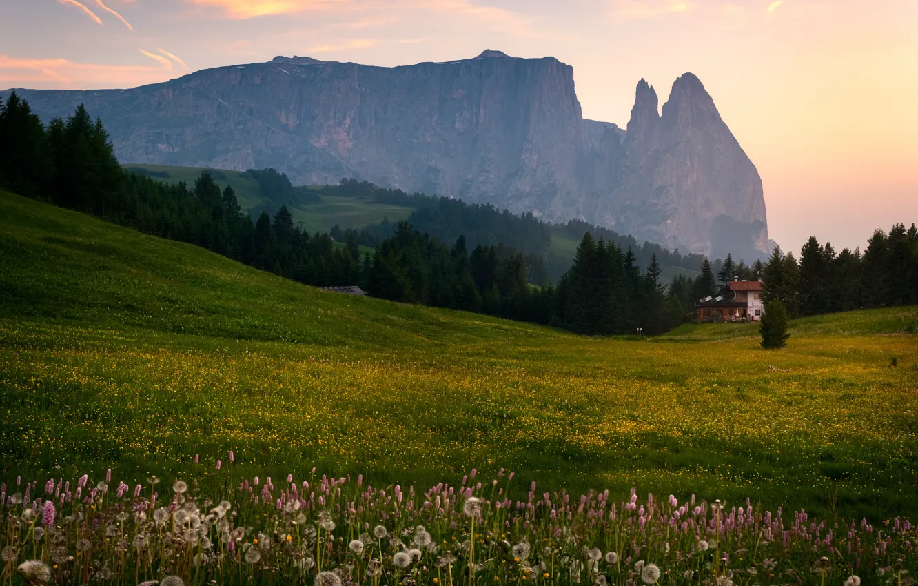 Фото обои поле, цветы, горы, Альпы, домик