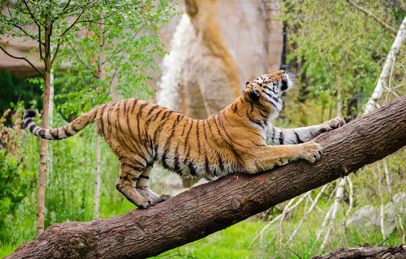 Фото обои поза, хищник, дикая кошка, зоопарк, амурский тигр, потягивается, разминка