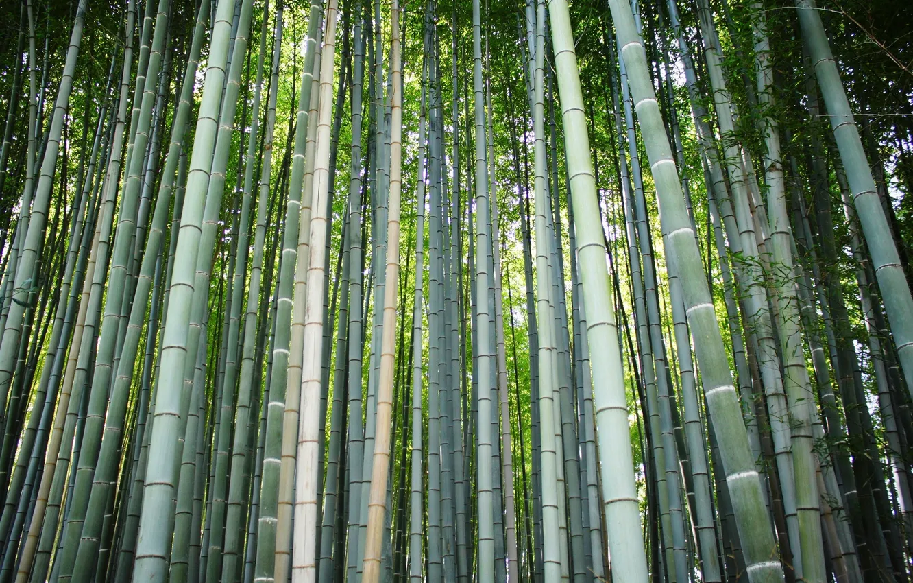 Фото обои лес, бамбук, ствол