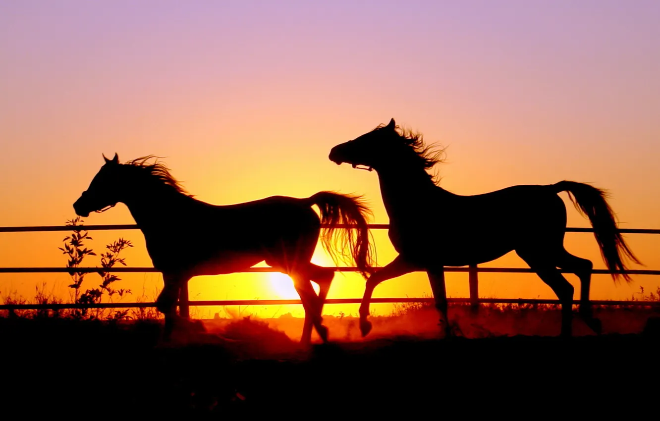 Фото обои небо, солнце, кони