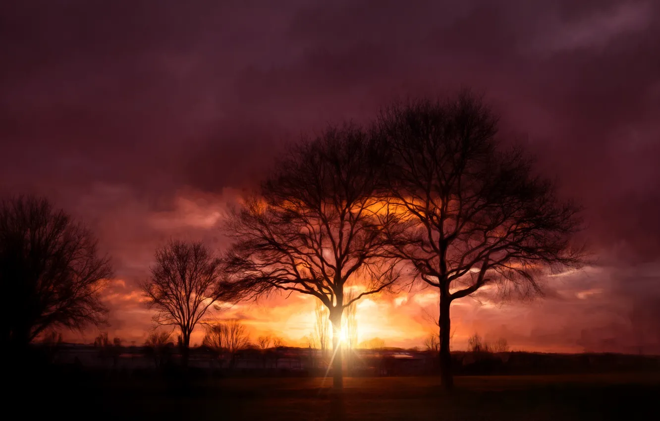 Фото обои лучи, деревья, закат