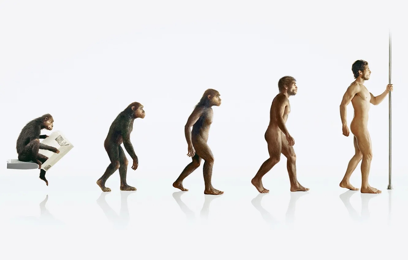 Фото обои человек, обезьяна, эволюция