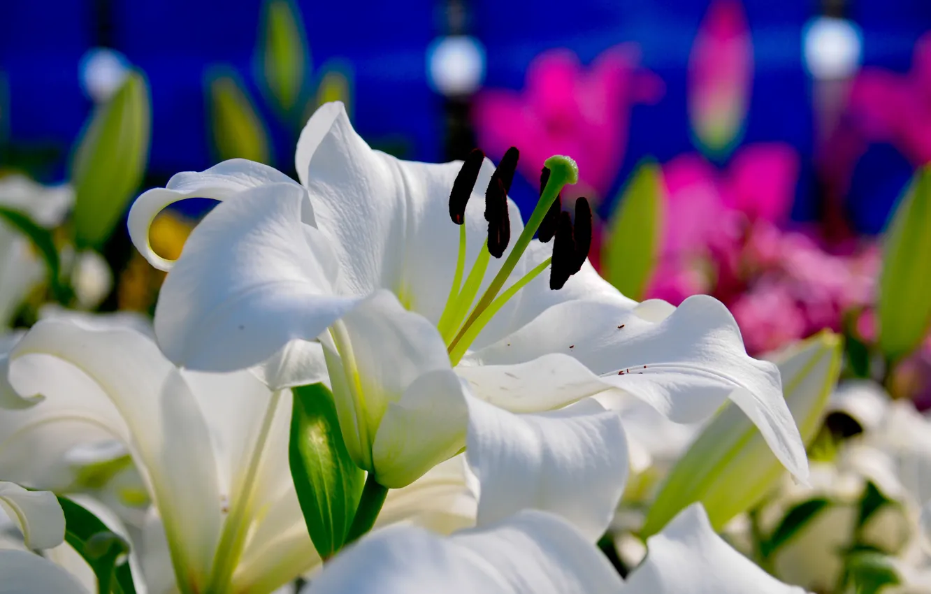 Фото обои белый, цветы, лилии, цветение