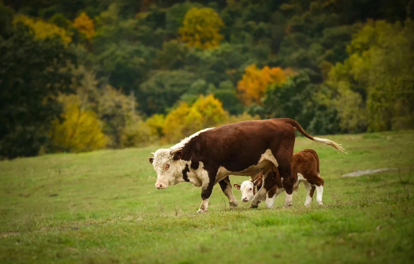 Фото обои корова, пастбище, телёнок