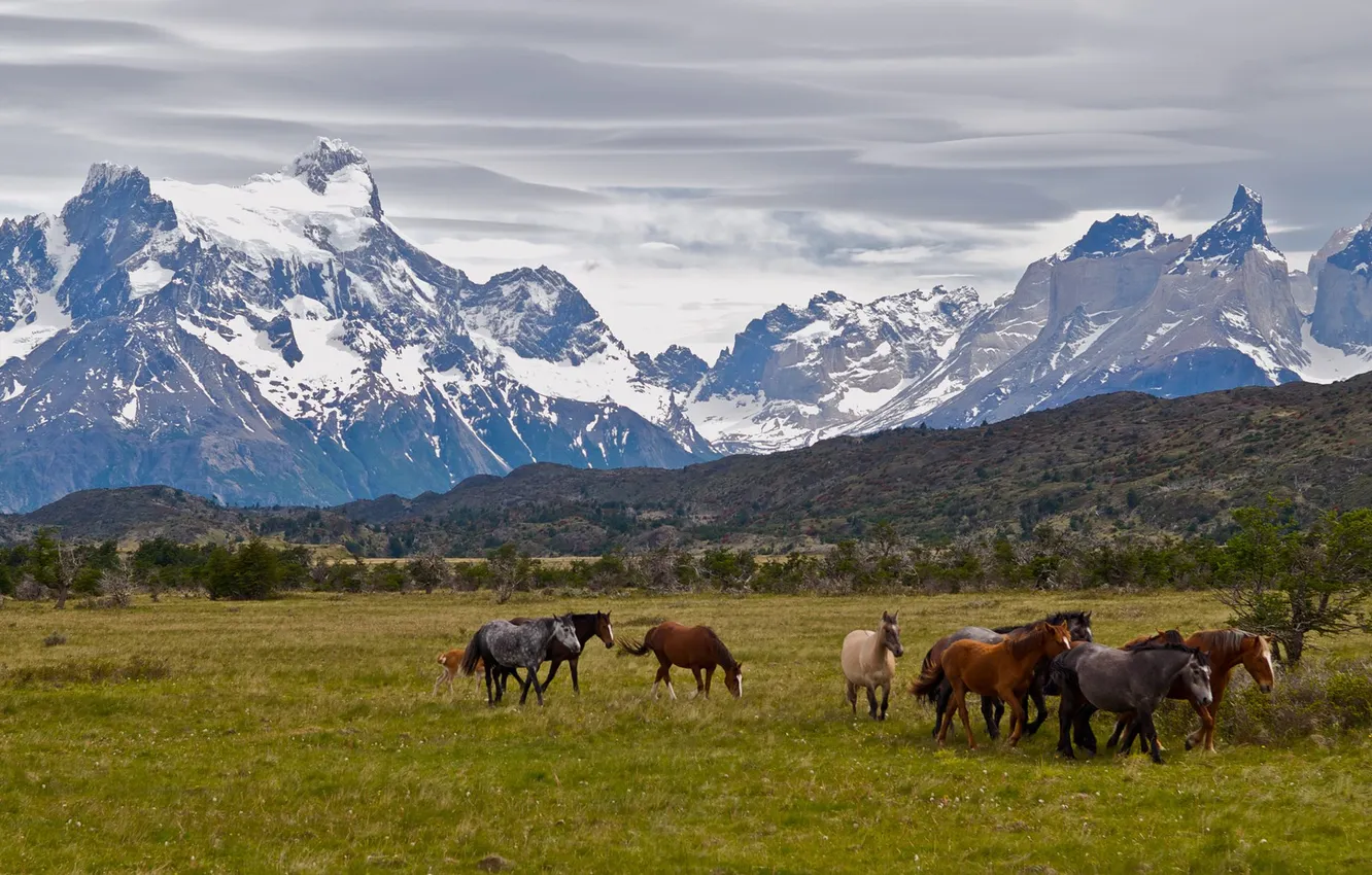 Фото обои животные, небо, горы, кони, облако, лошади, animals, horses