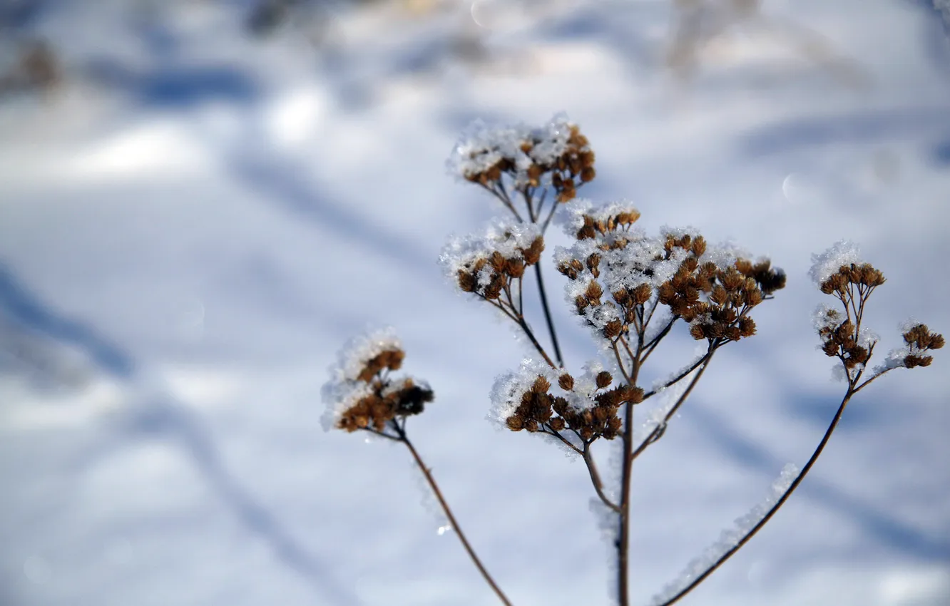 Фото обои зима, белый, трава, снег