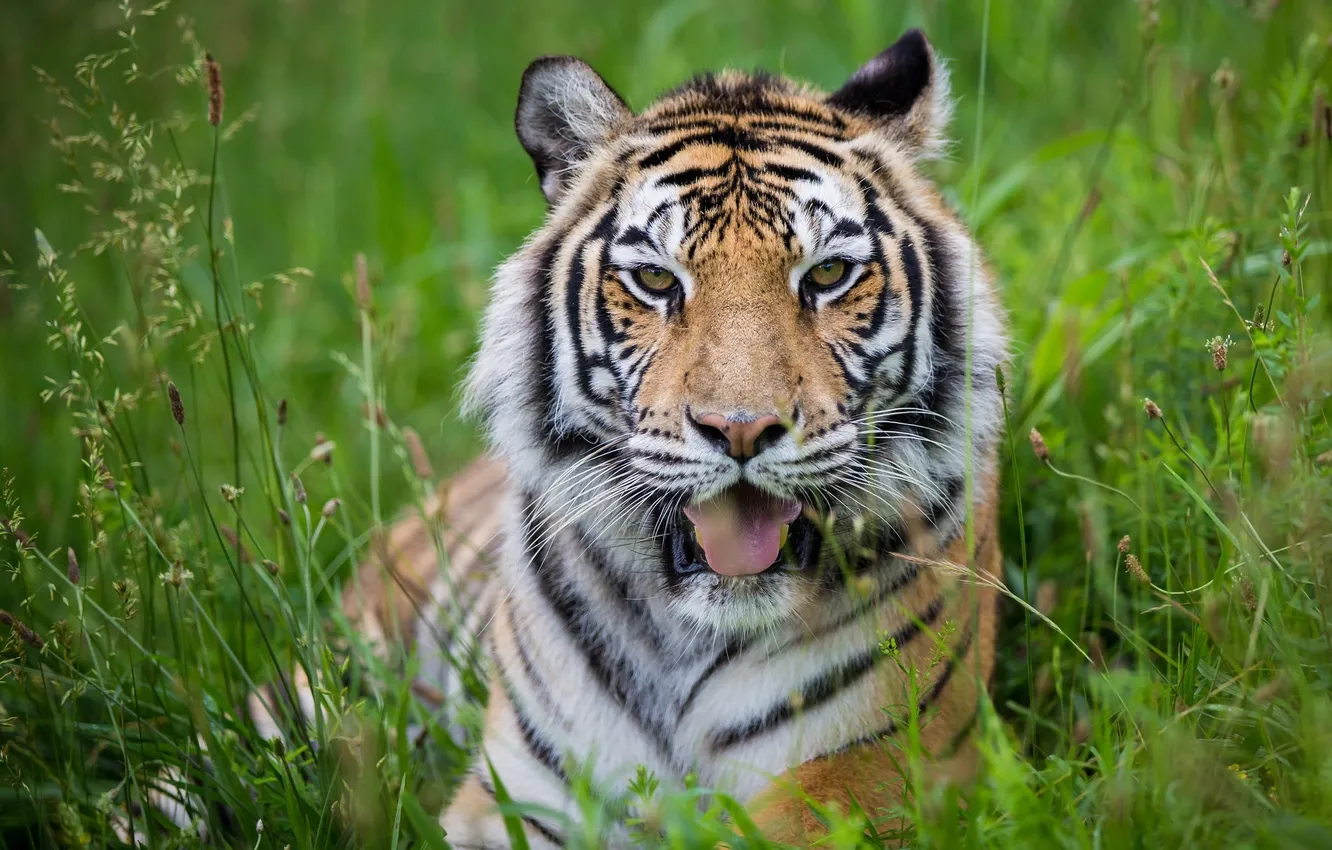 Фото обои язык, морда, тигр, отдых, хищник, дикая кошка