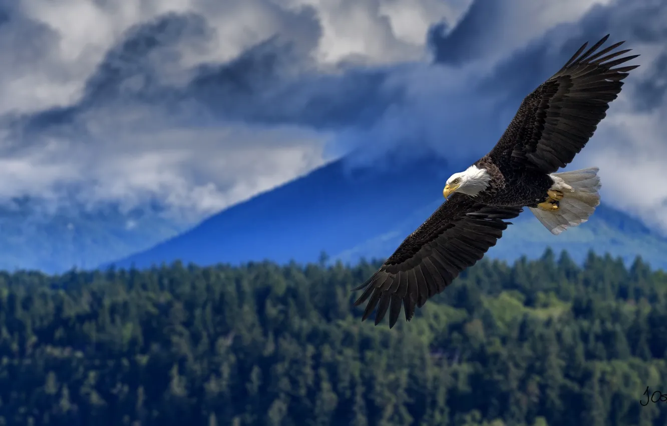 Фото обои высота, крылья, полёт, белоголовый орлан, размах, хищная птица
