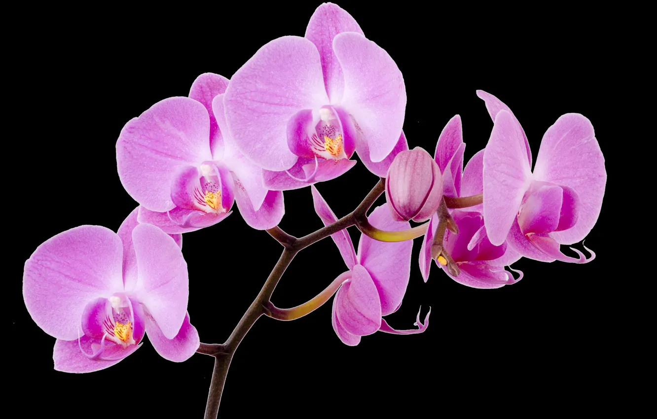 Фото обои ветка, чёрный фон, розовые орхидеи, орходеи
