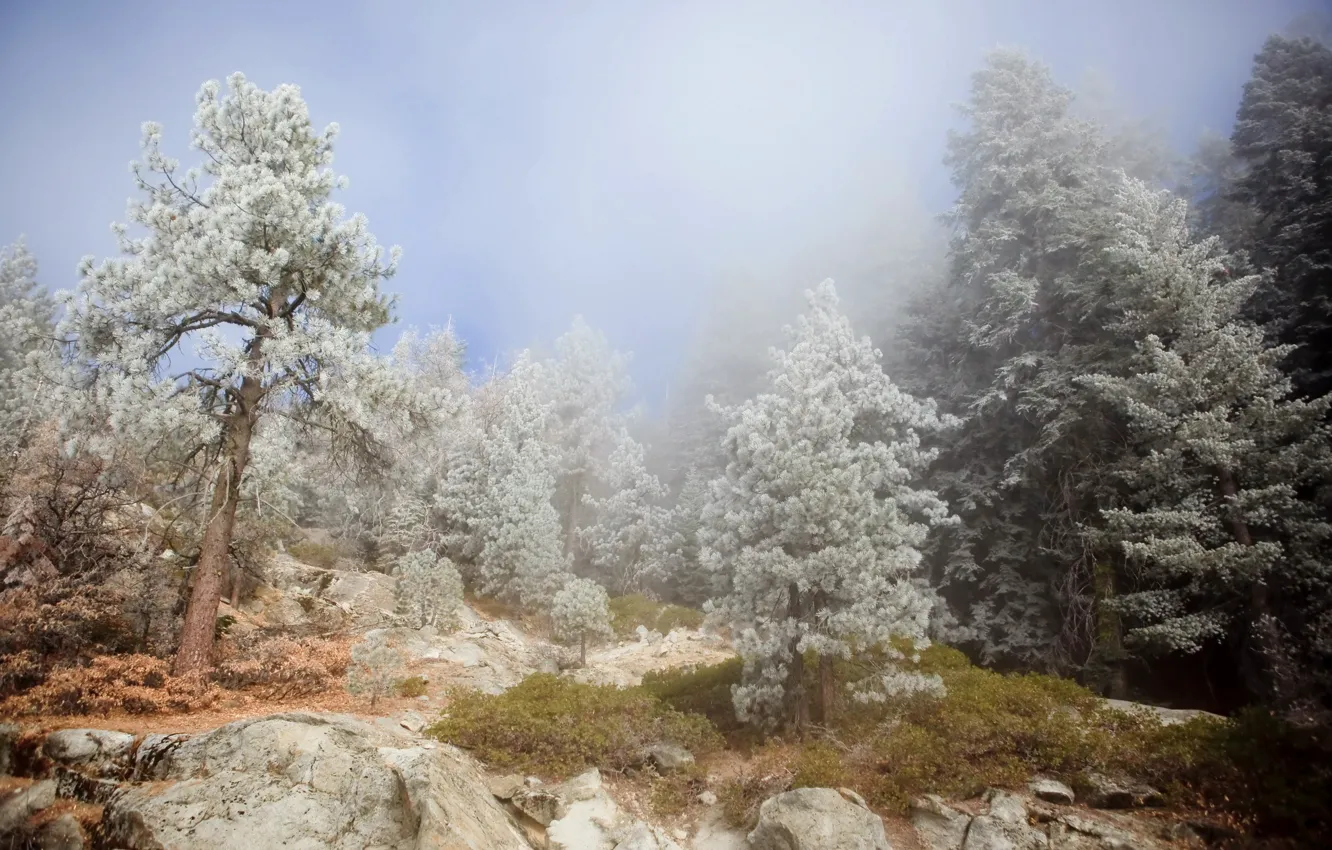 Фото обои деревья, пейзаж, горы, природа, туман