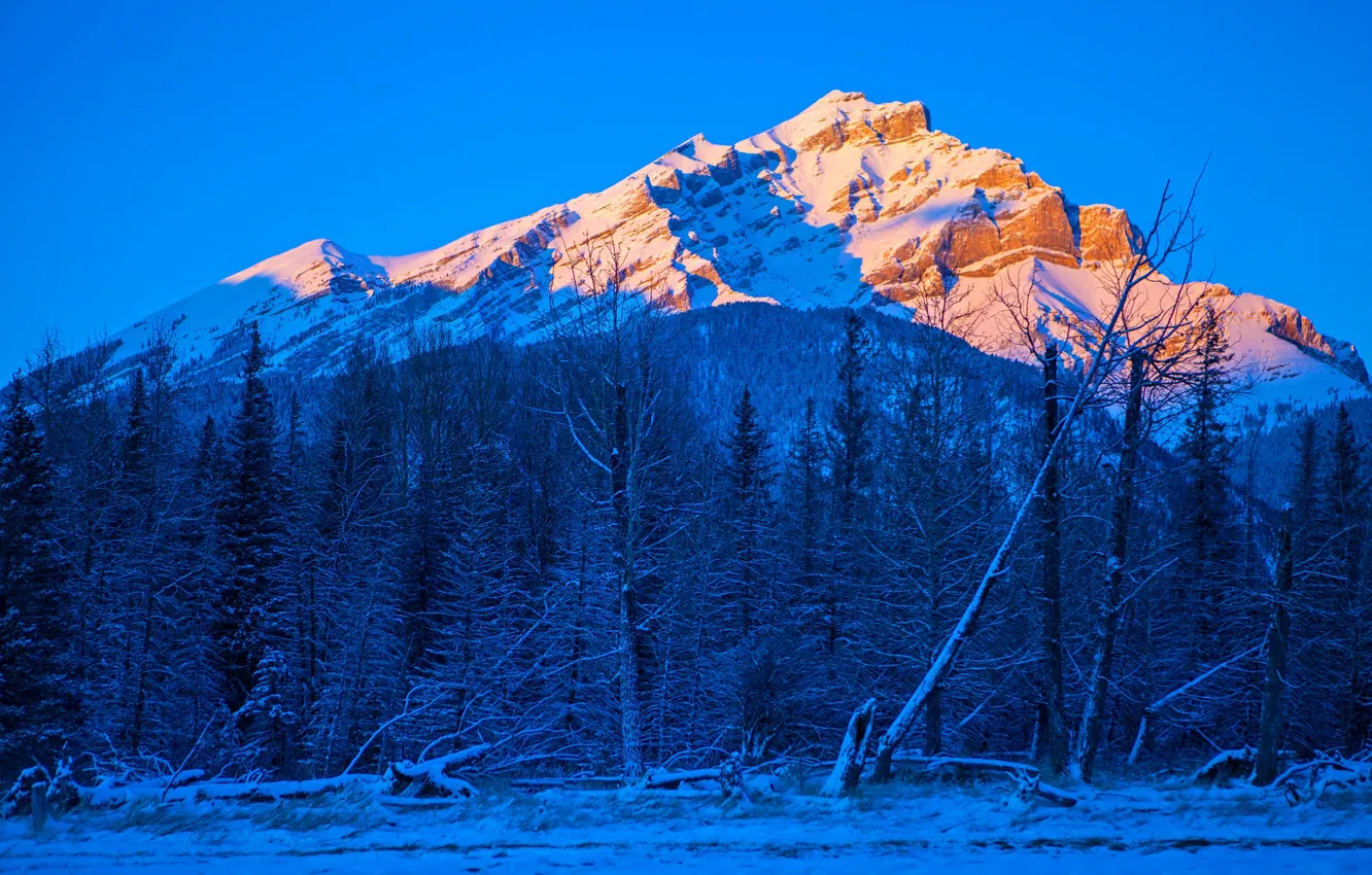 Фото обои зима, деревья, горы, Канада, Альберта