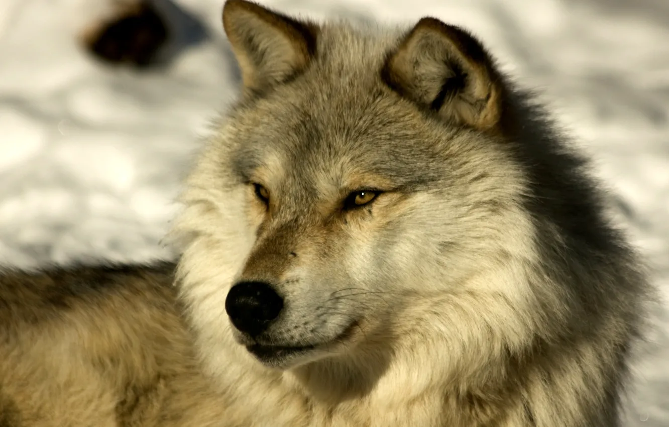 Фото обои nature, predator, animal, wolf, wildlife, portrait, portrait., Canis lupus. face