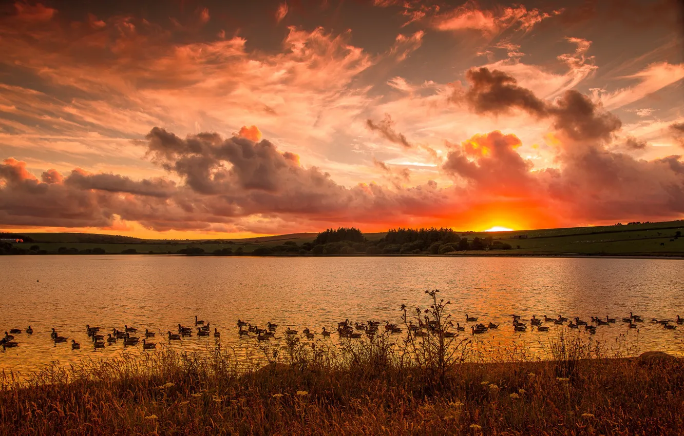 Фото обои пейзаж, закат, озеро, утки