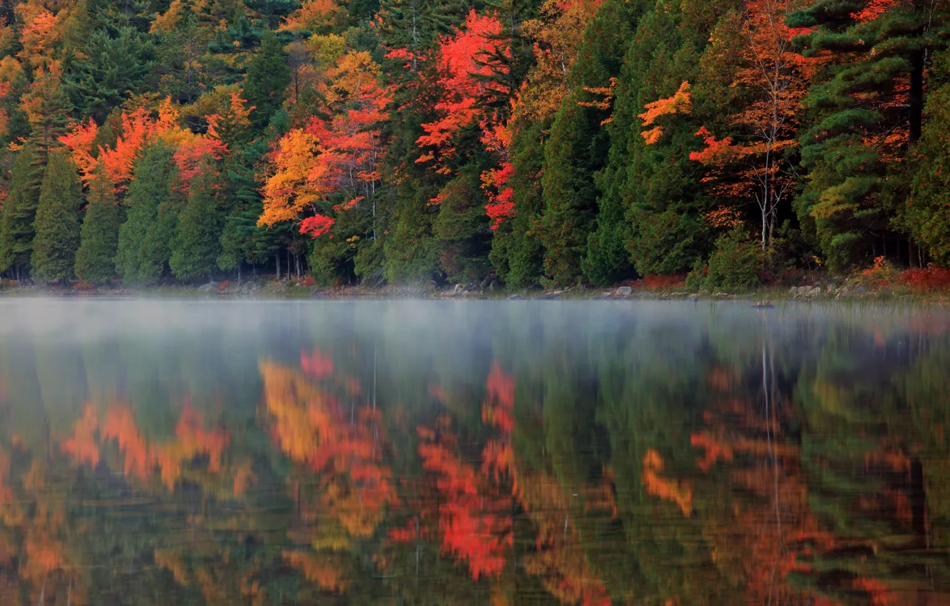 Фото обои осень, лес, природа, туман, отражение, река
