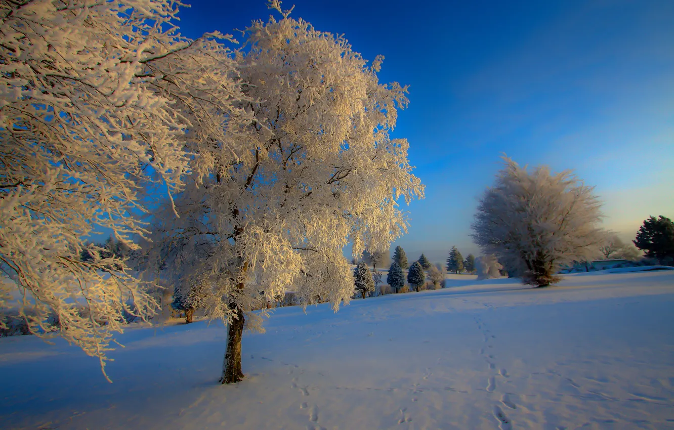 Фото обои зима, снег, природа, иний, дерево