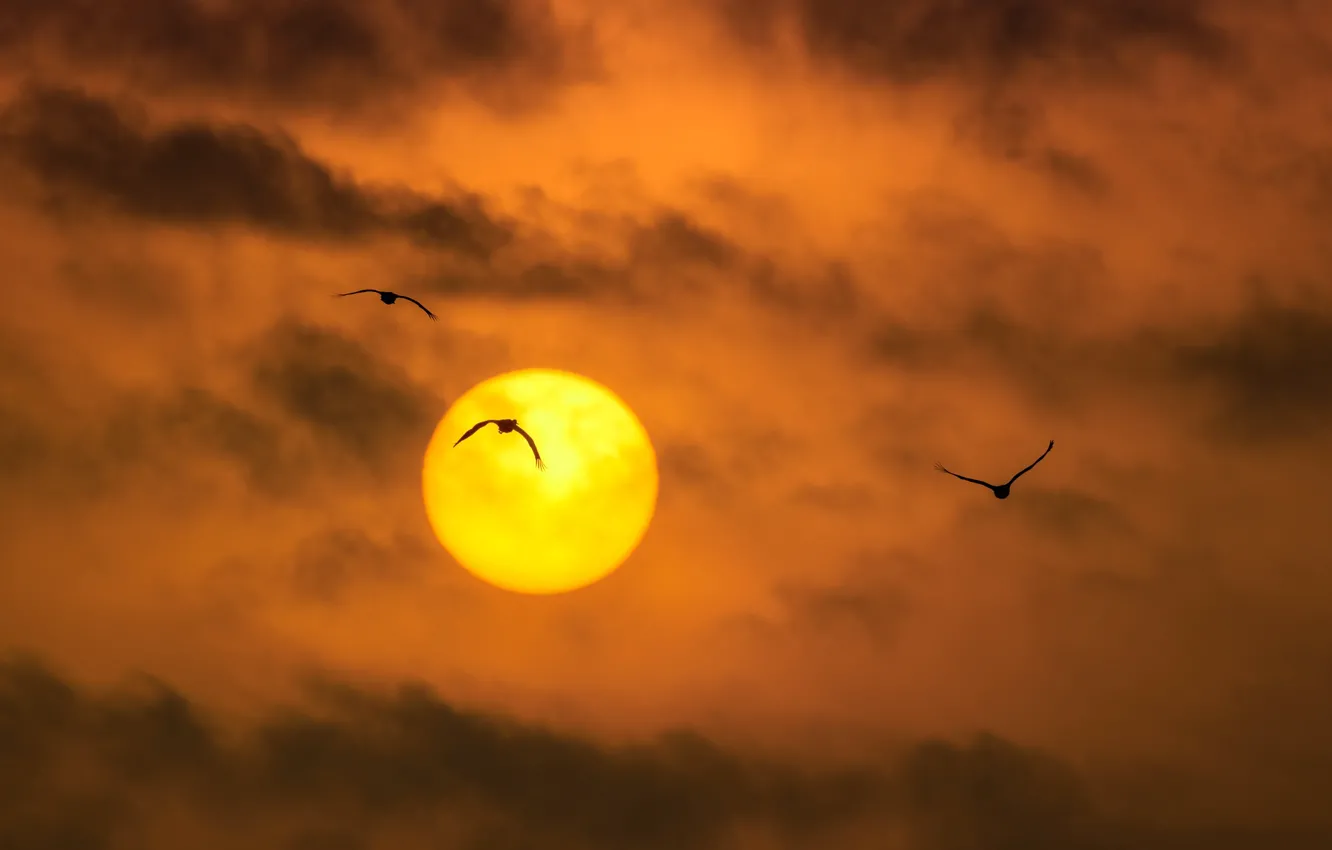 Фото обои солнце, птицы, тучи, силуэт