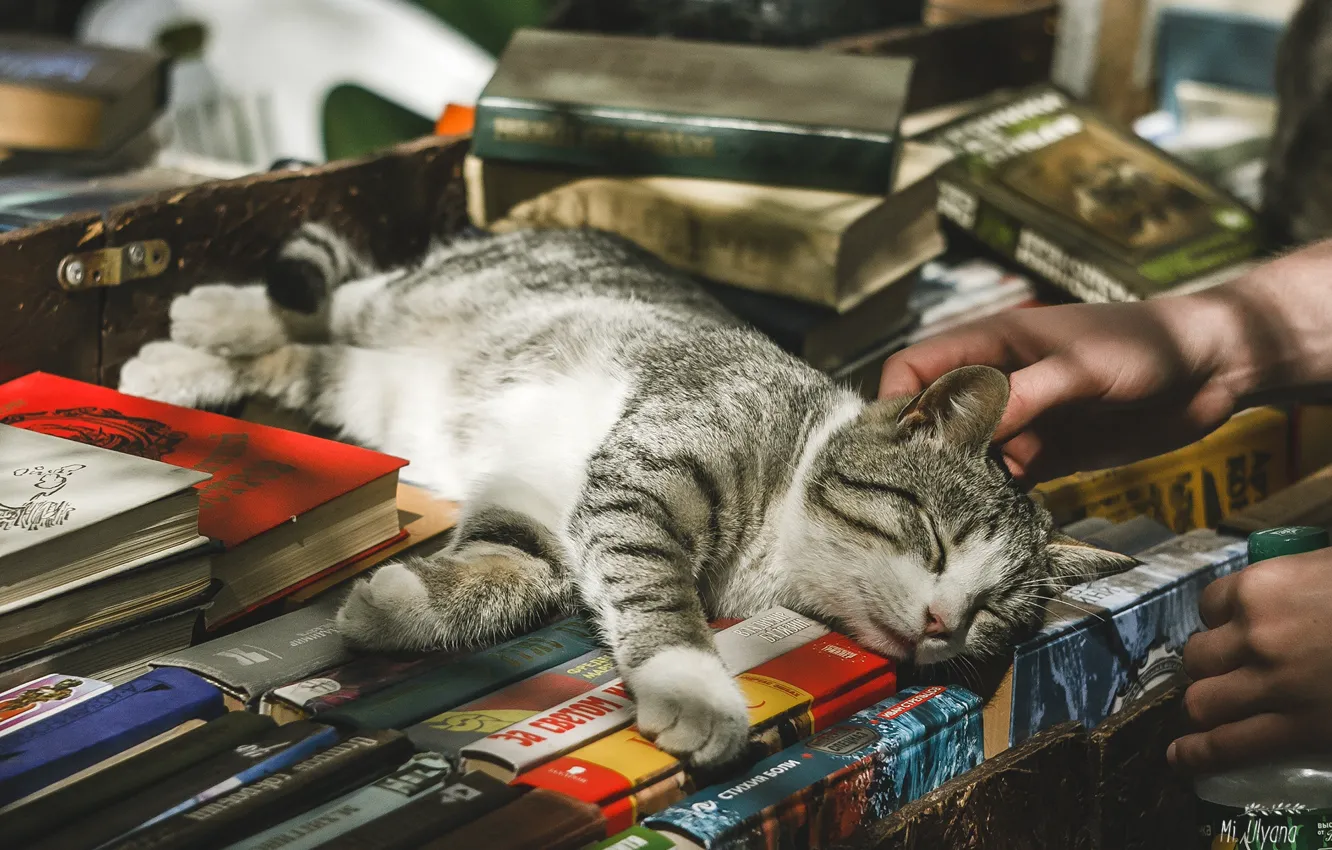 Фото обои кошка, свет, книги, спит, Ульяна Мизинова