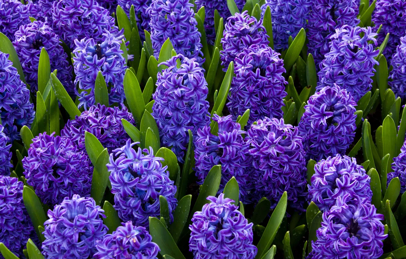 Фото обои цветы, синий, яркий, весна, гиацинт
