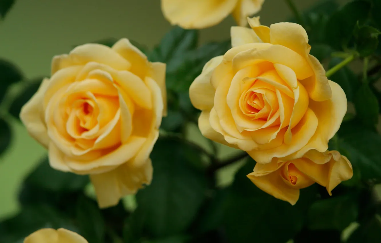 Фото обои макро, розы, лепестки, бутоны, жёлтые розы