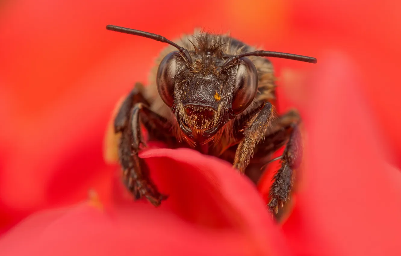 Фото обои цветок, макро, красный, пчела, насекомое