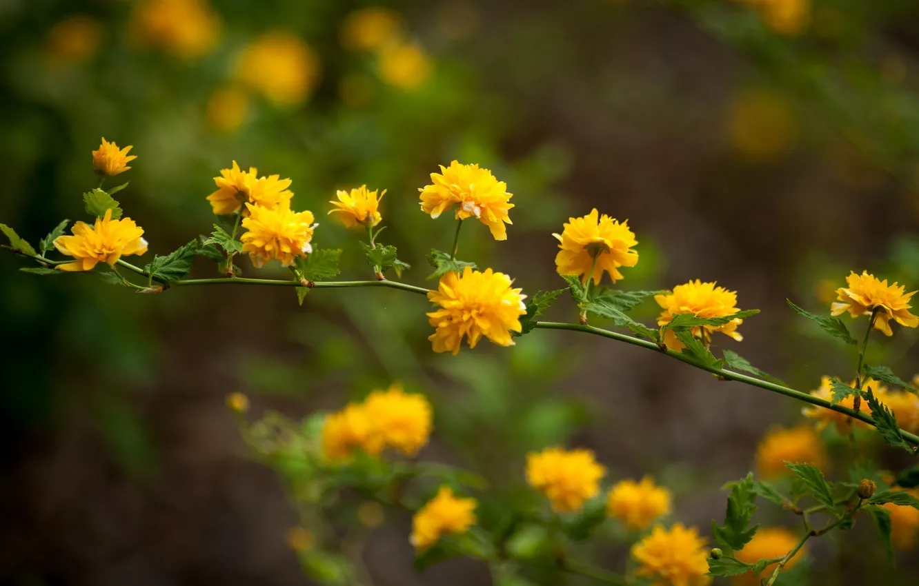 Фото обои цветы, желтые, кустарник
