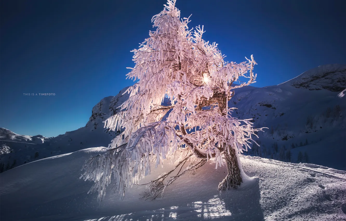 Фото обои снег, природа, дерево