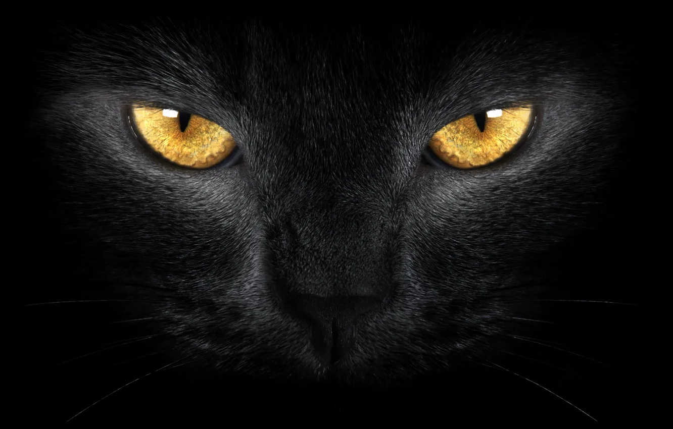 Фото обои желтые глаза, black cat, wild, yellow eyes, Черная кошка, диких