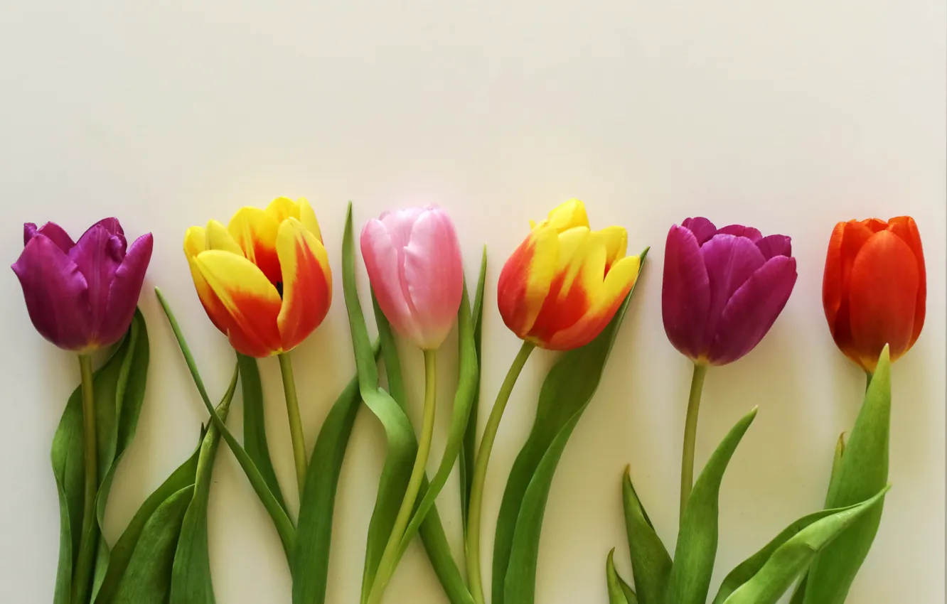 Фото обои цветы, букет, colorful, тюльпаны, wood, romantic, tulips, gift