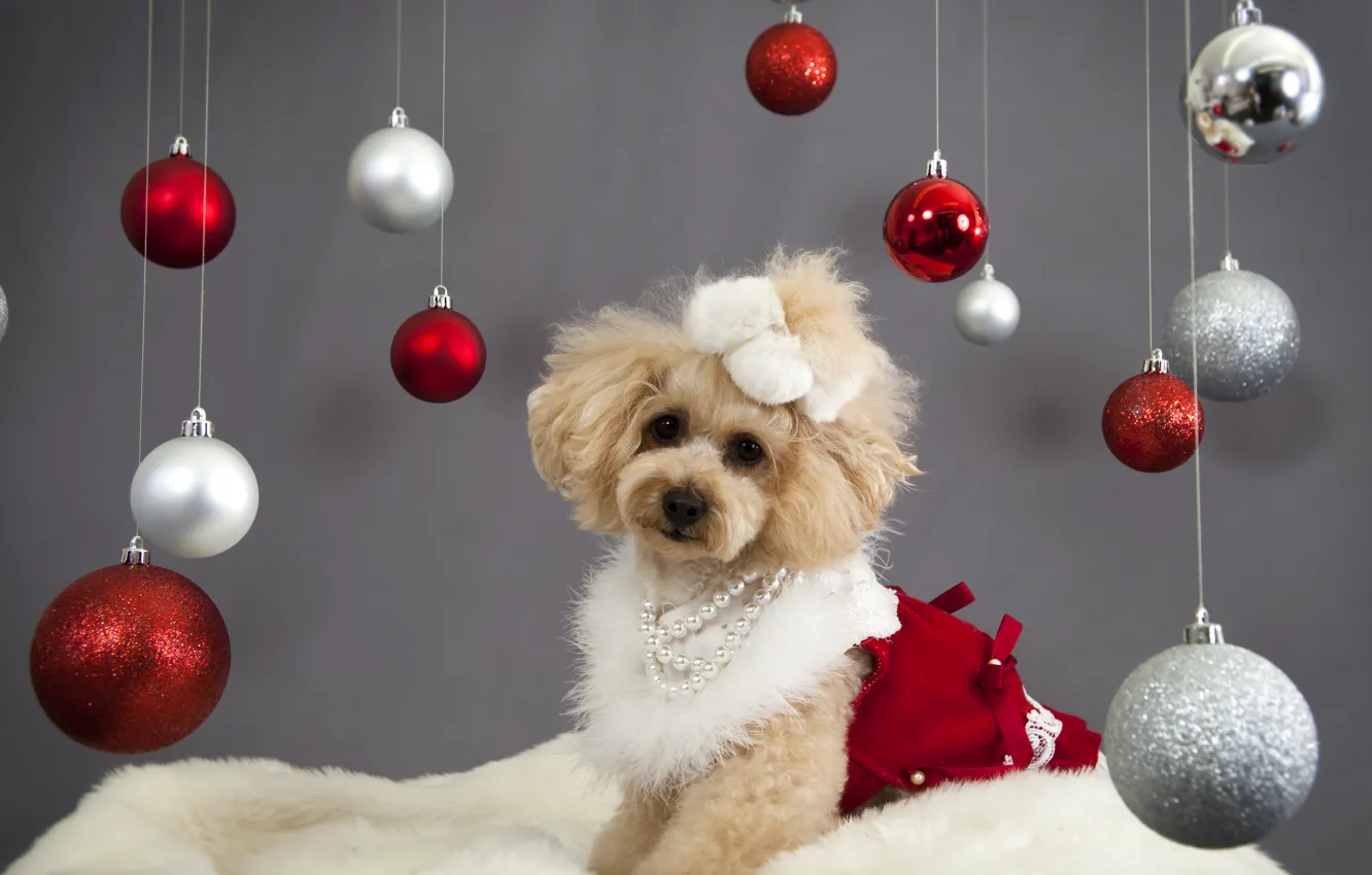 Фото обои шарики, украшения, праздник, собака, Новый Год, Рождество, Christmas, New Year