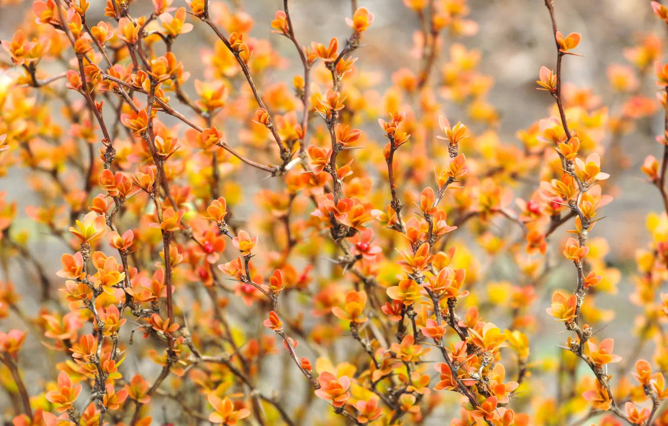 Фото обои leafs, color, plant, twigs