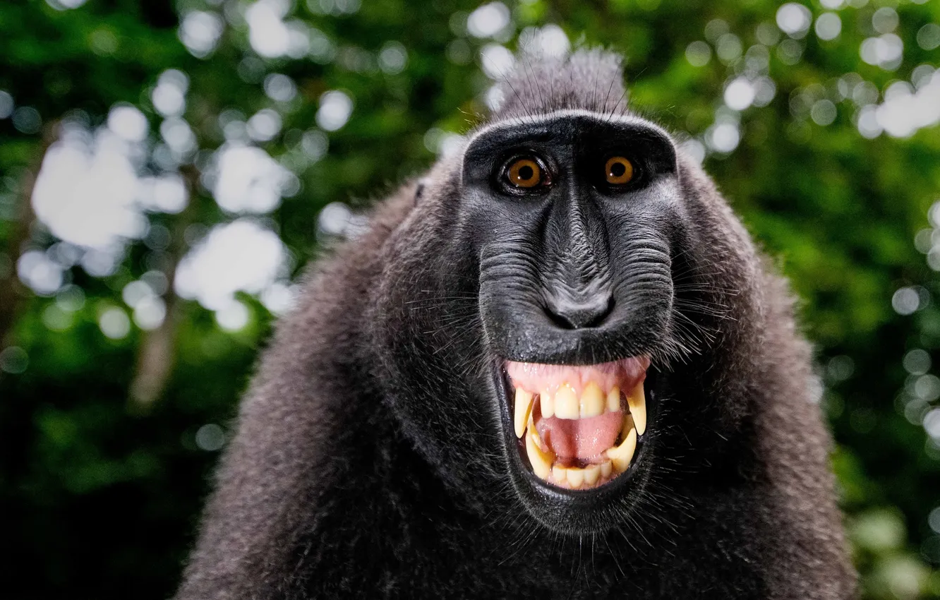 Фото обои smile, primate, yellow teeth