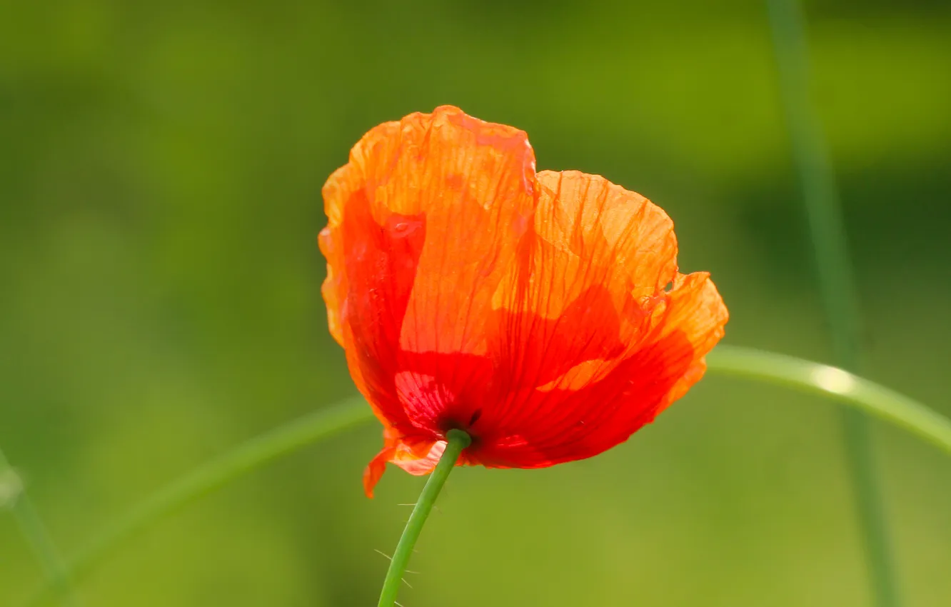 Фото обои red, poppy, blooming
