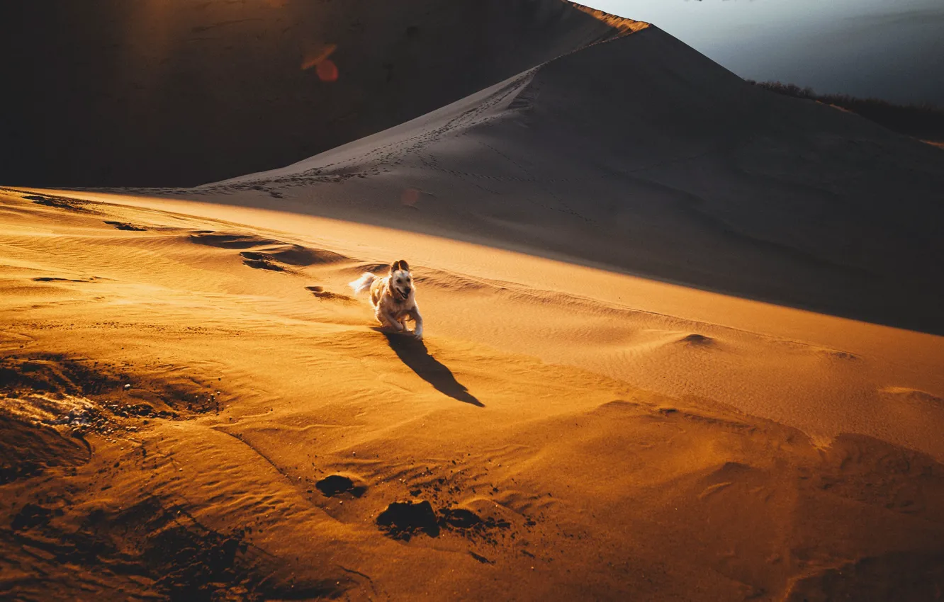 Фото обои песок, пустыня, собака