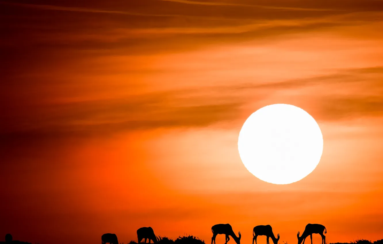 Фото обои небо, солнце, закат, силуэты, антилопы, антилопа топи