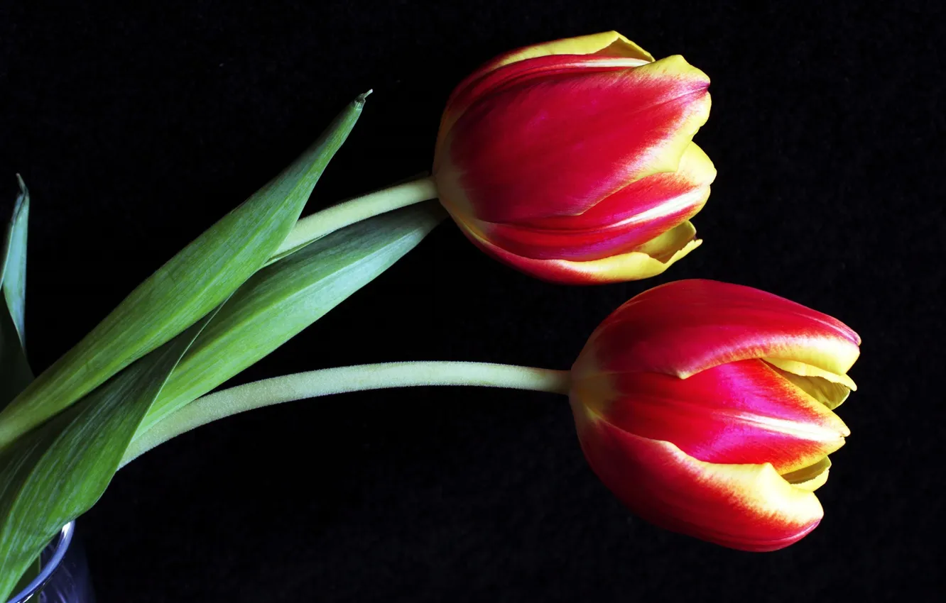 Фото обои макро, тюльпаны, бутоны