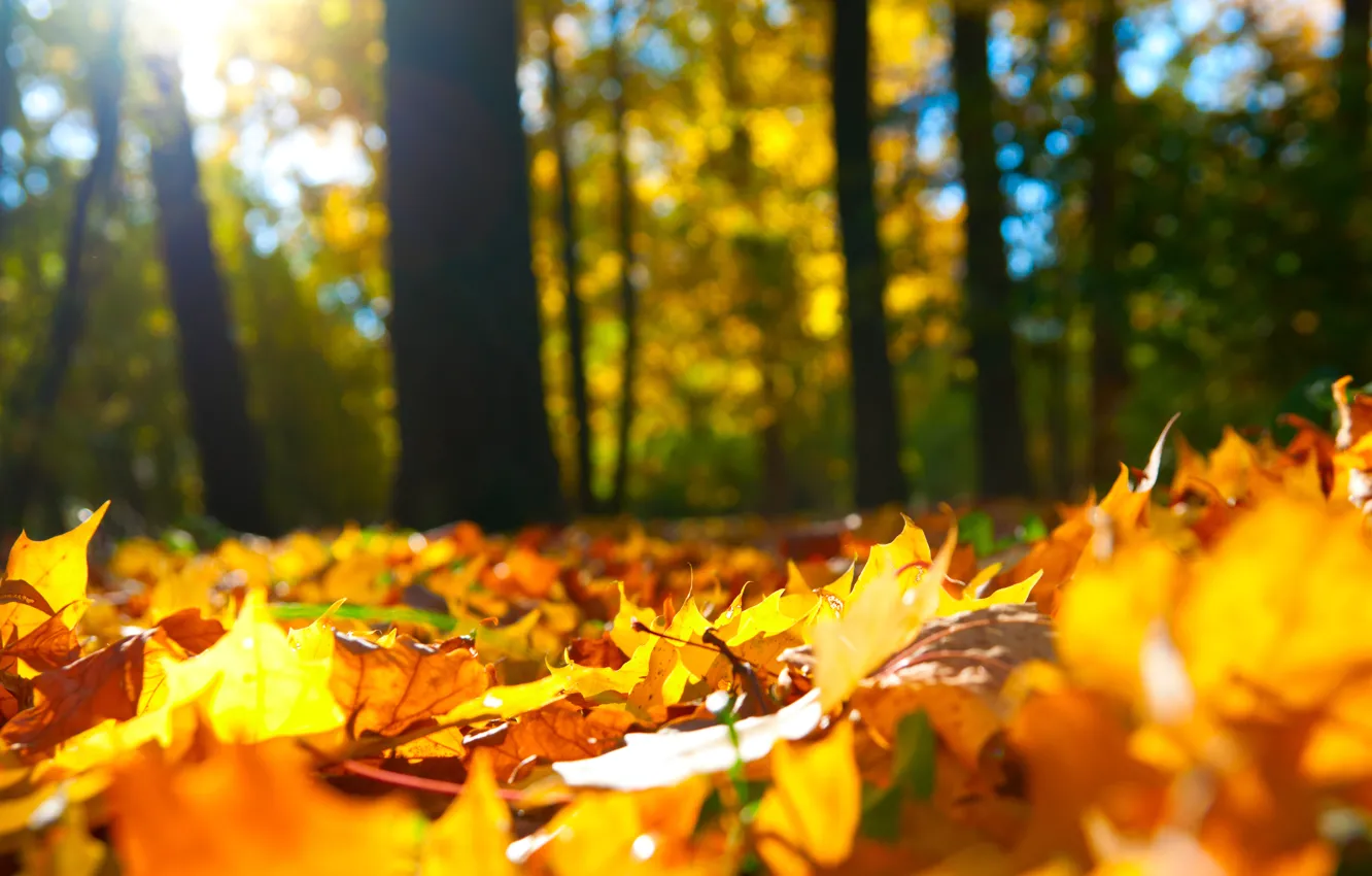 Фото обои осень, лес, листья, деревья